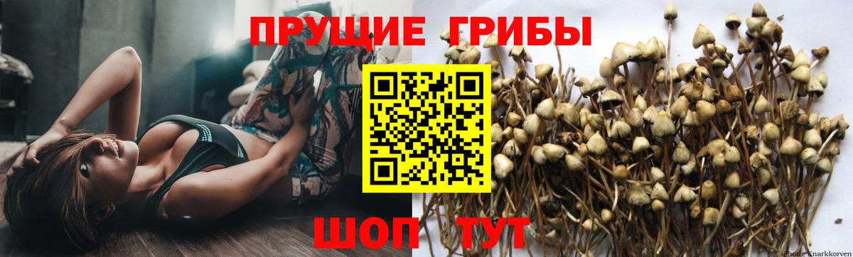 Псилоцибиновые грибы мицелий  Псилоцибиновые грибы Cubensis  Чайковский  Вход с VPN 